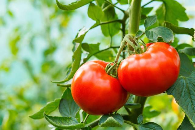 Nos Plants de tomates