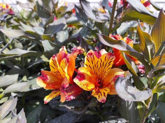 Alstroemeria indian summer