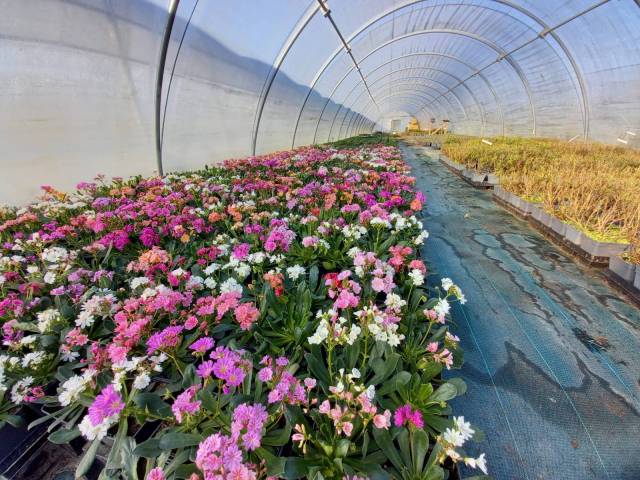 Lewisia cotyledon
